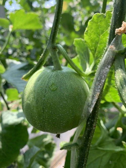 果汁吃瓜娱乐,畅享夏日欢乐时光